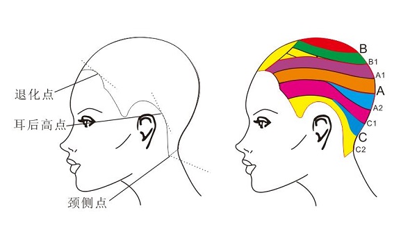 美发师必须知道的技术问题，头骨点位对发型操作的影响